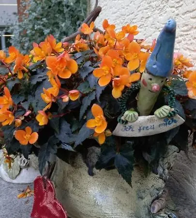 Πανσιόν Fueg Δρέσδη