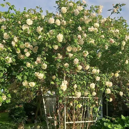 Fueg Πανσιόν 3*