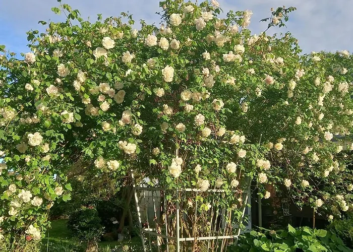 Fueg ゲストハウス 3*